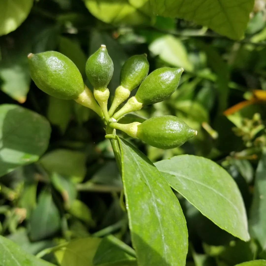 Grapefruit Tree (Chakotra)
