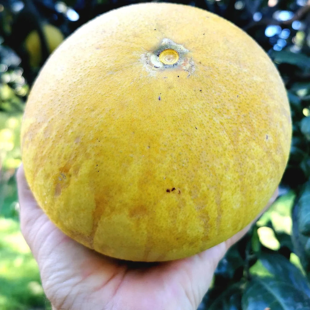 Grapefruit Tree (Chakotra)
