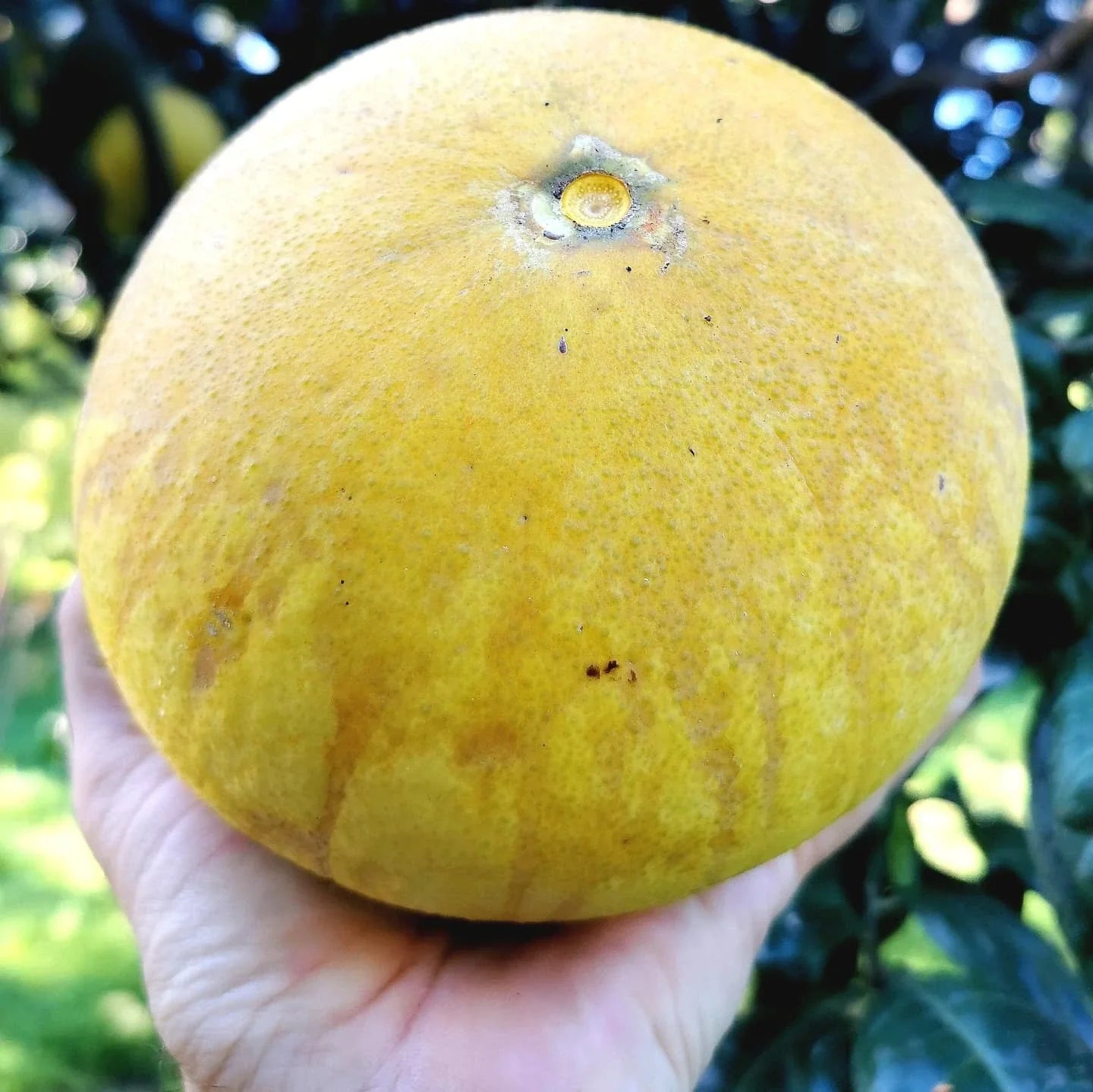 Grapefruit Tree (Chakotra)