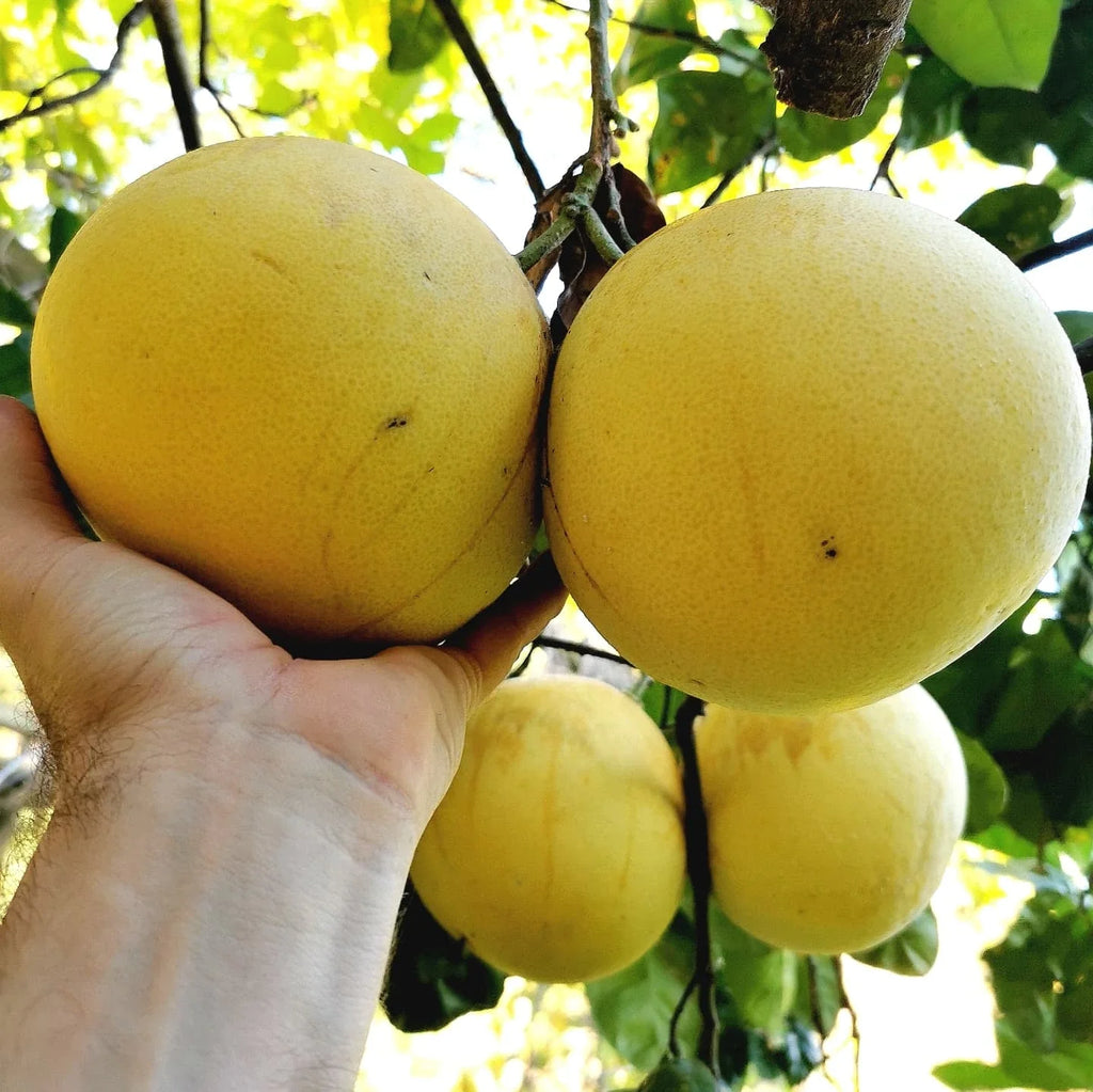 Grapefruit Tree (Chakotra)
