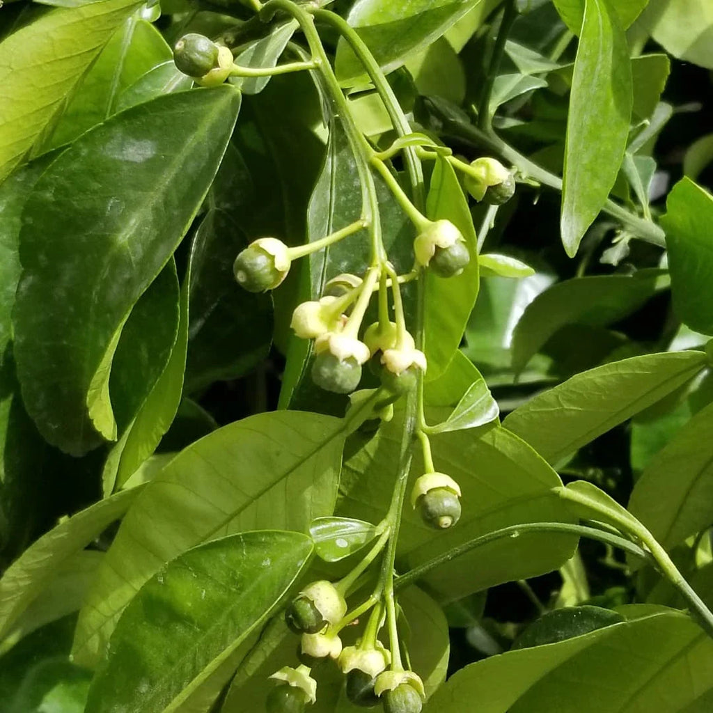Grapefruit Tree (Chakotra)