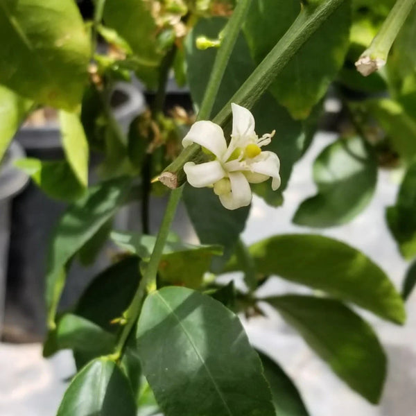 Grapefruit Tree (Chakotra)