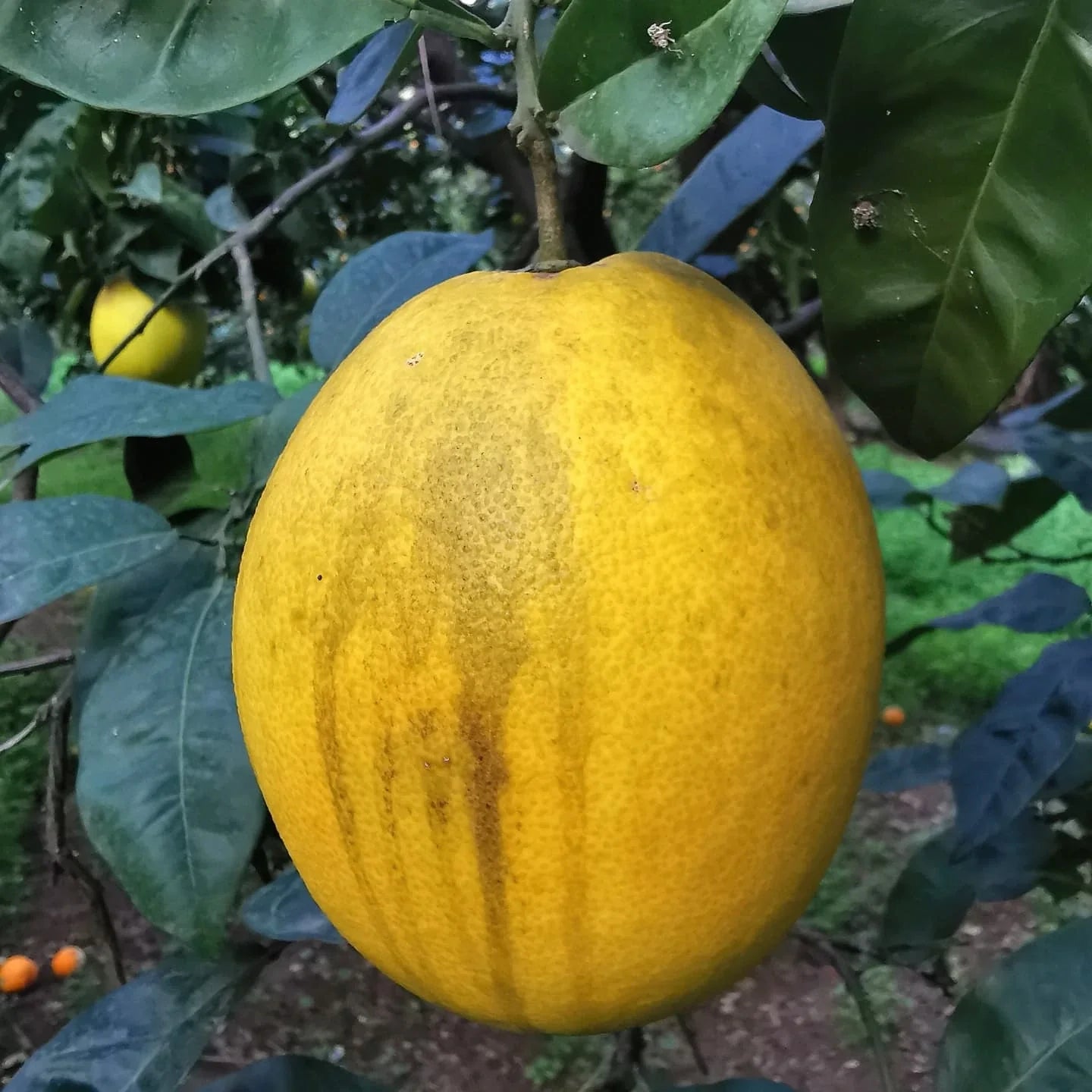 Grapefruit Tree (Chakotra)