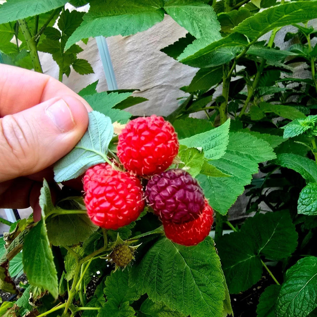 Raspberry Plant (Rubus idaeus – Sweet, Juicy Berries for Home Gardens)