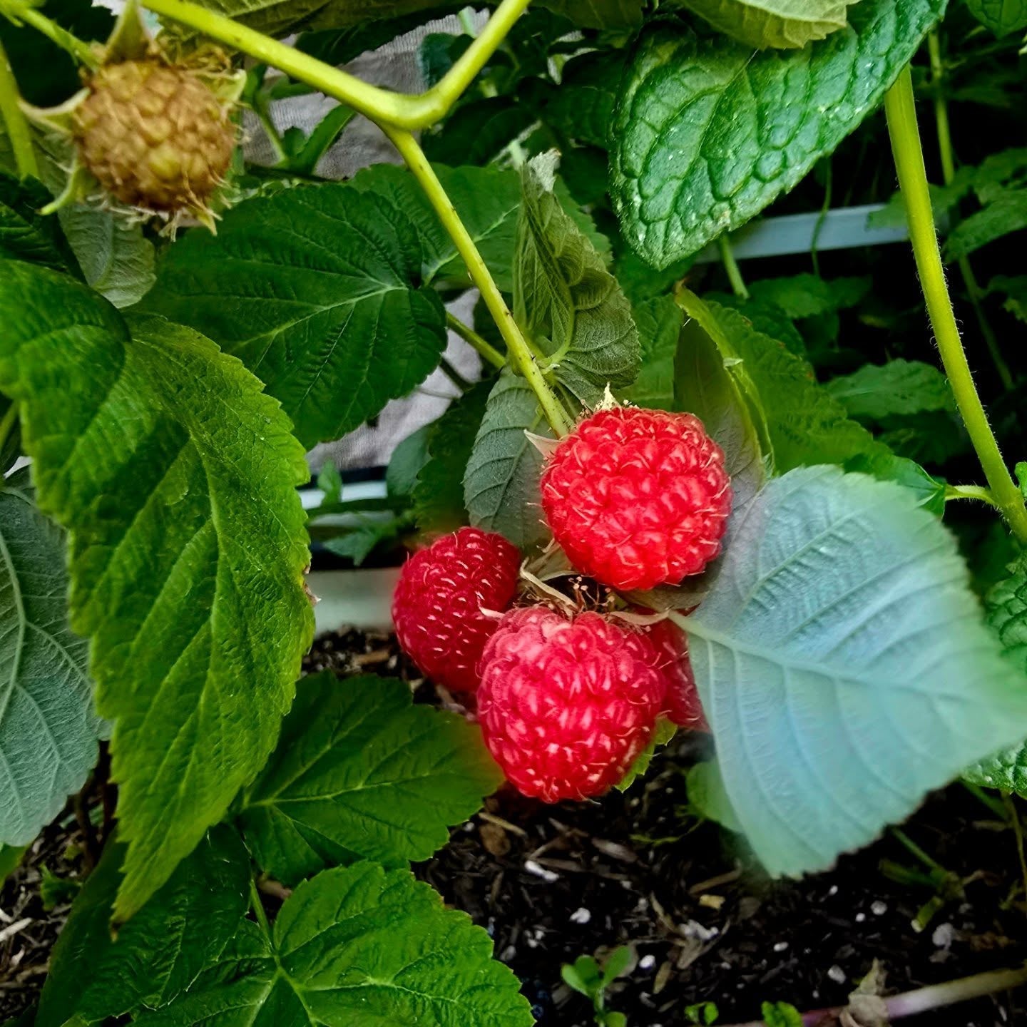 Raspberry Plant (Rubus idaeus – Sweet, Juicy Berries for Home Gardens)