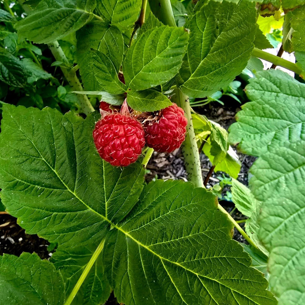 Raspberry Plant (Rubus idaeus – Sweet, Juicy Berries for Home Gardens)