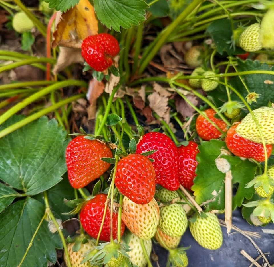 Strawberry Plant (Sweet Red Variety)