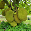 Jackfruit Tree