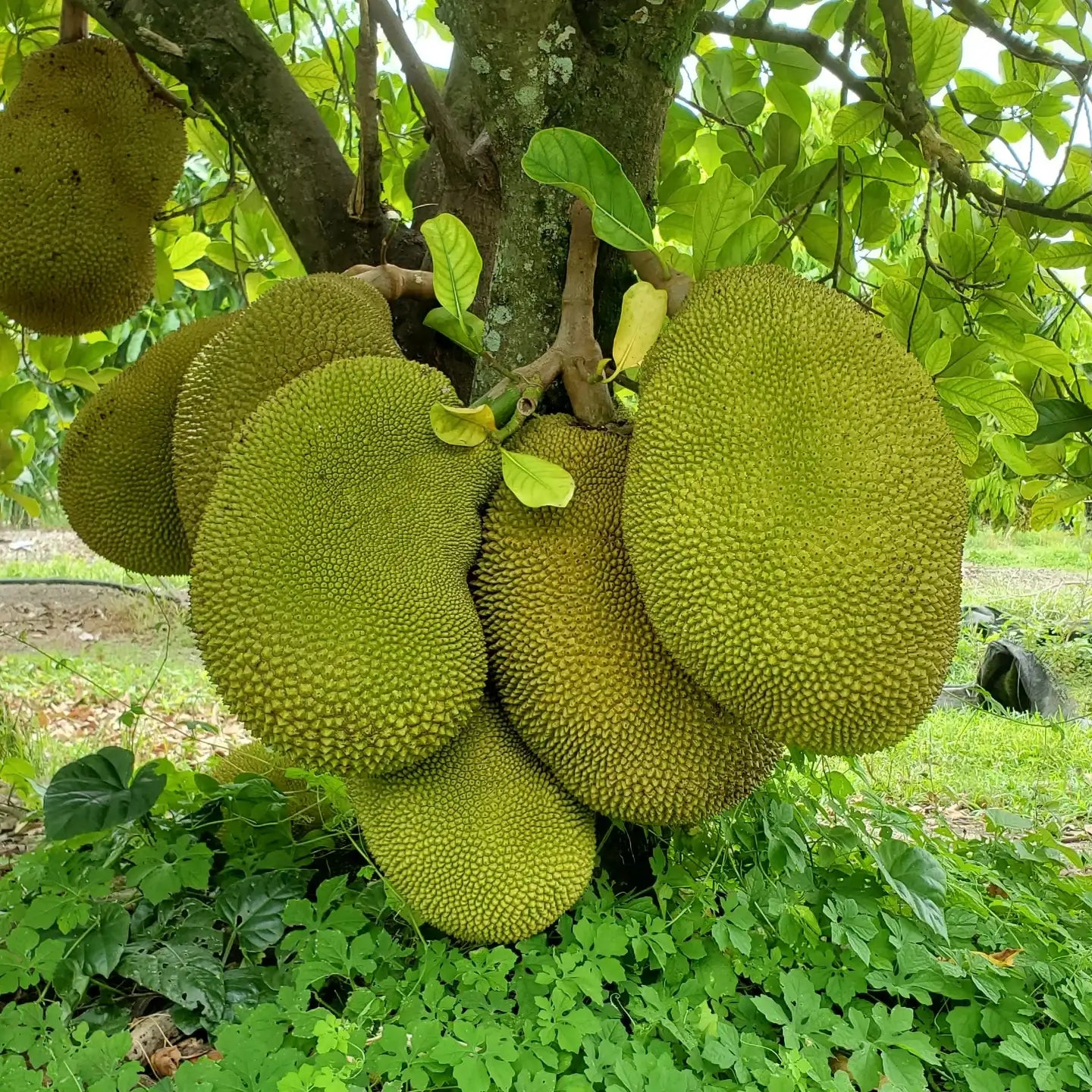 Jackfruit Tree