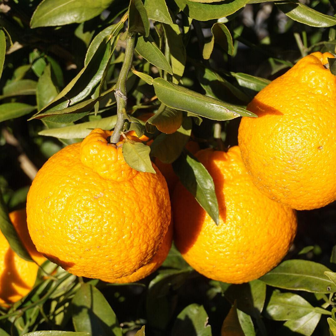 Decopon Citrus Plant (Sumo Orange)