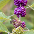 American Beautyberry Shrub -Callicarpa americana