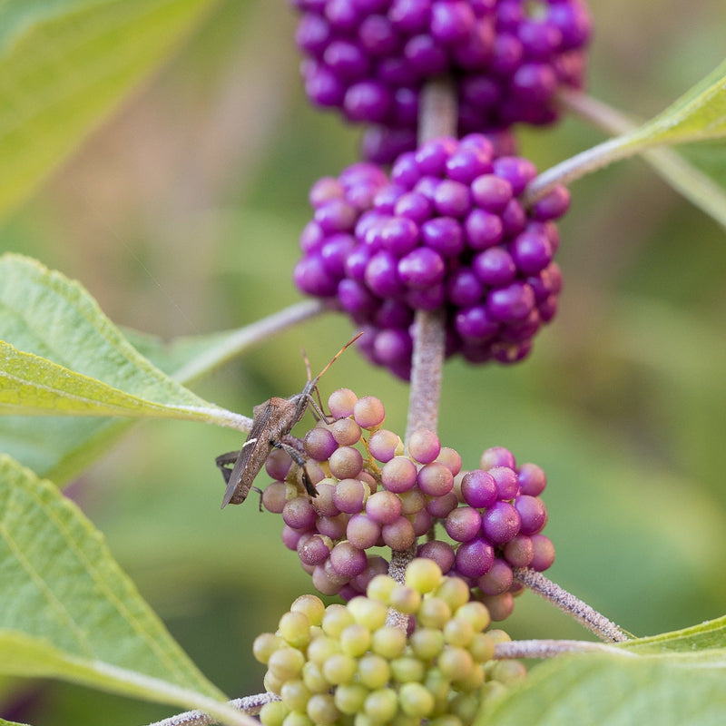 American Beautyberry Shrub -Callicarpa americana