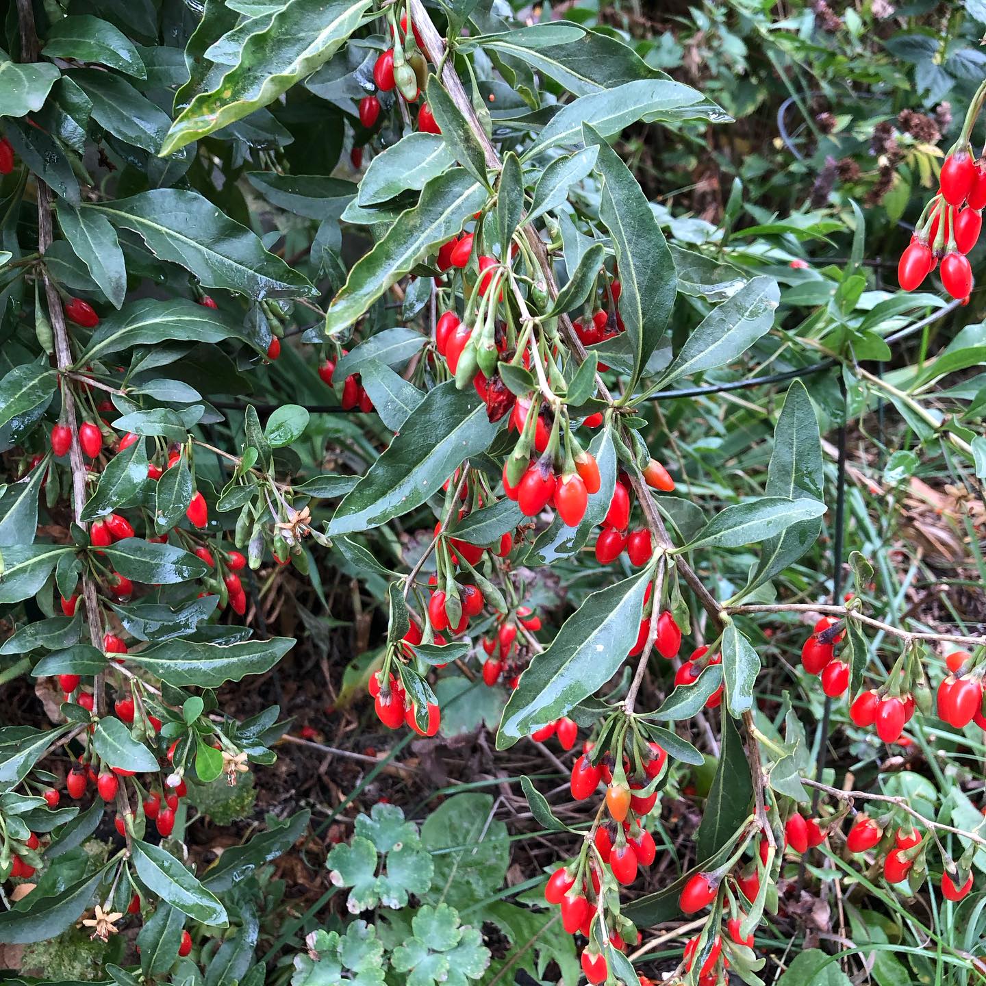 Goji Berry Plant (Lycium barbarum – Superfruit Shrub for Home Wellness Gardens)