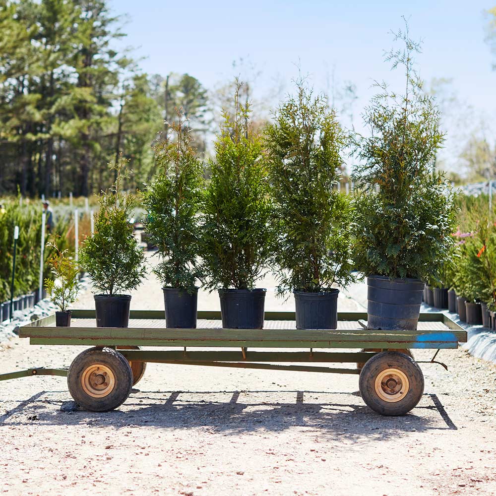 Thuja Green Giant Arborvitae 2