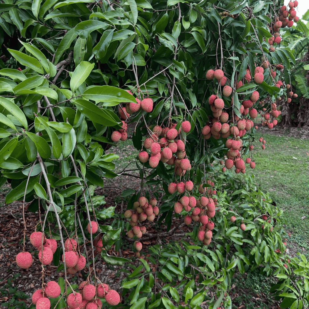Lychee Tree