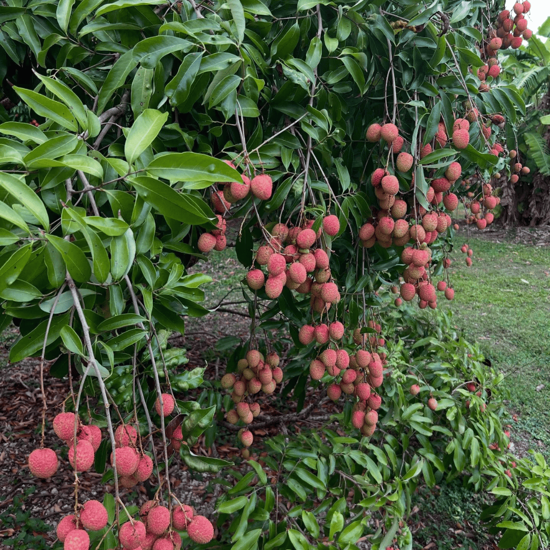 Lychee Tree