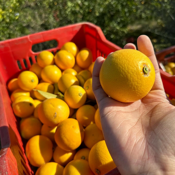 Fruit Tress