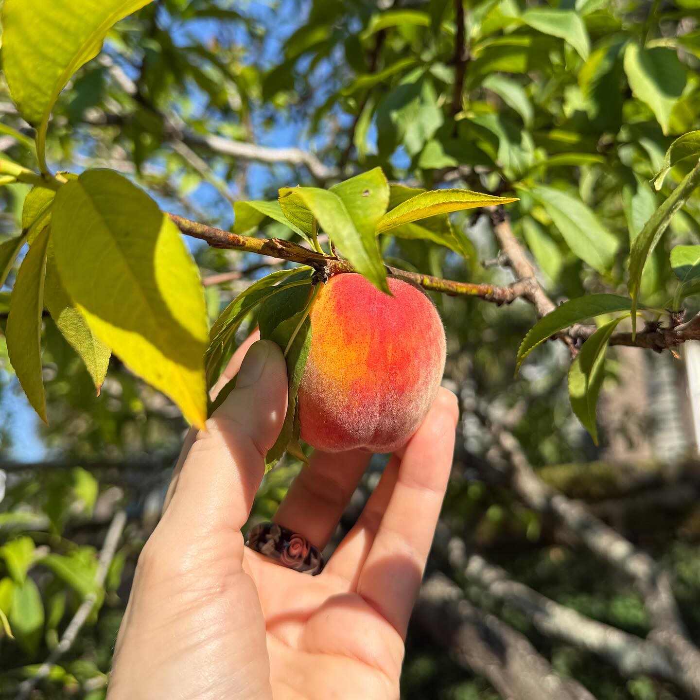 Peach Tree (Florida King Variety)