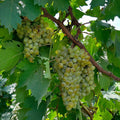 Sundarkhani Grape Vine (Vitis vinifera – Classic Desi Table Grape)