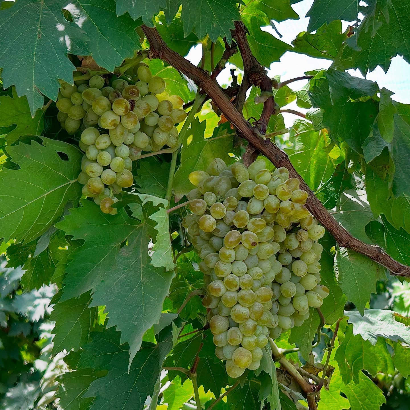Sundarkhani Grape Vine (Vitis vinifera – Classic Desi Table Grape)