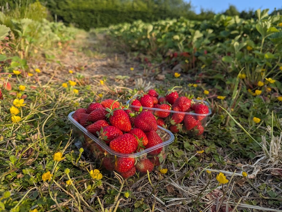Strawberry Plant (Sweet Red Variety)