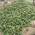 Mango Tree (Dussehri Variety – Northern Indian Origin)