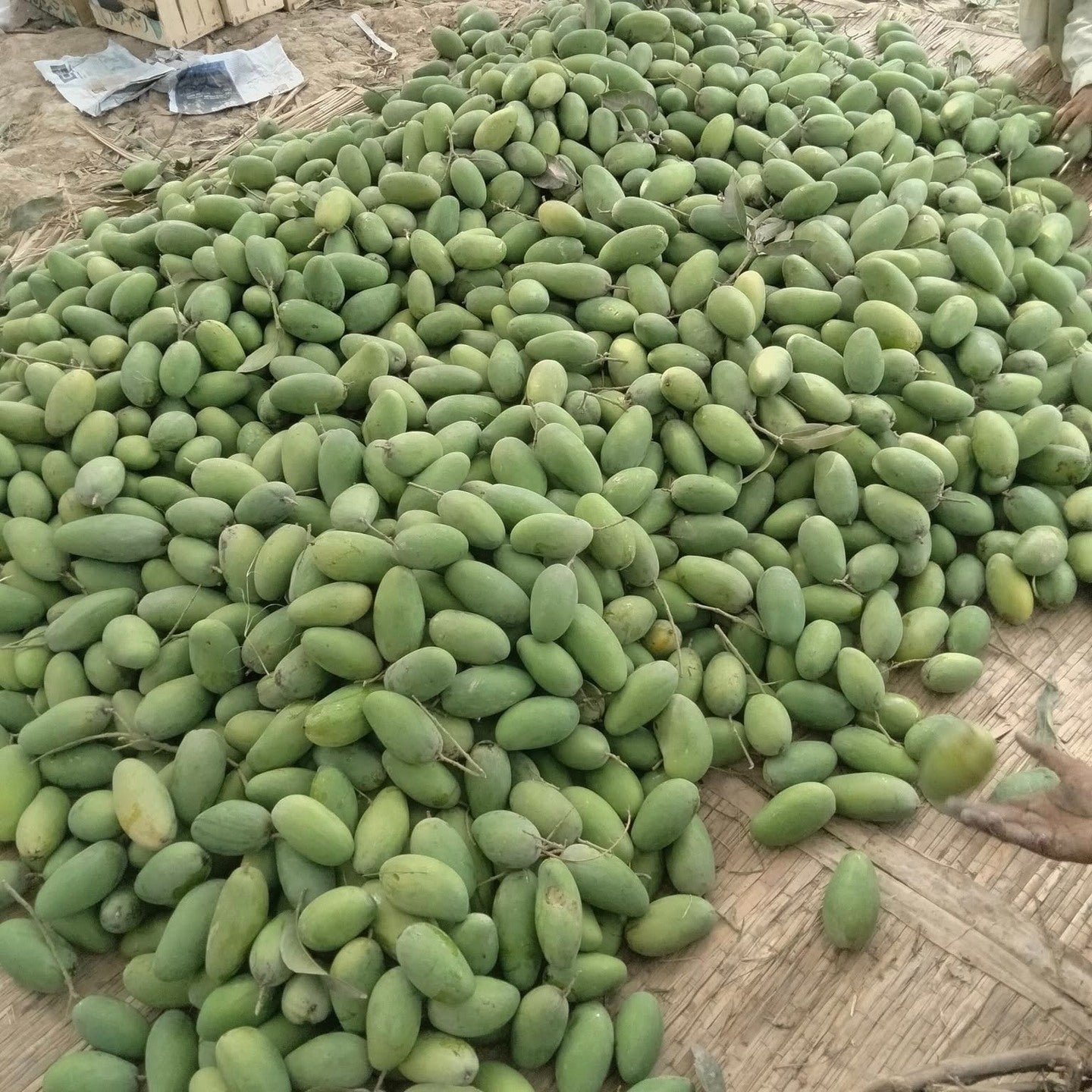 Mango Tree (Dussehri Variety – Northern Indian Origin)