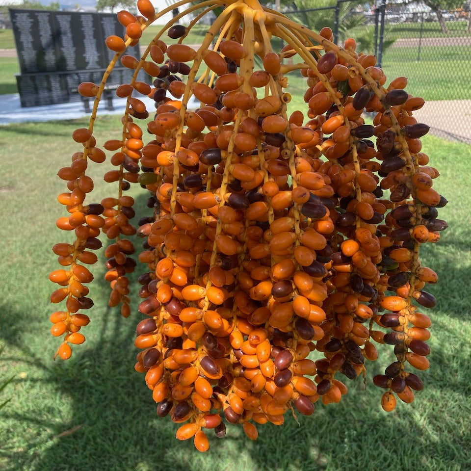Date Palm Tree (Aseel)