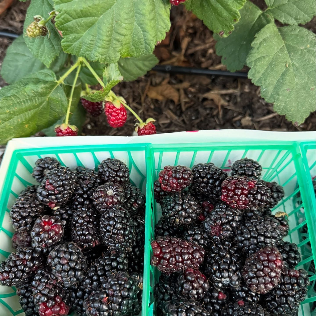 Blackberry Thornless Plant (Rubus fruticosus – Easy-Harvest Berries Without the Thorns)