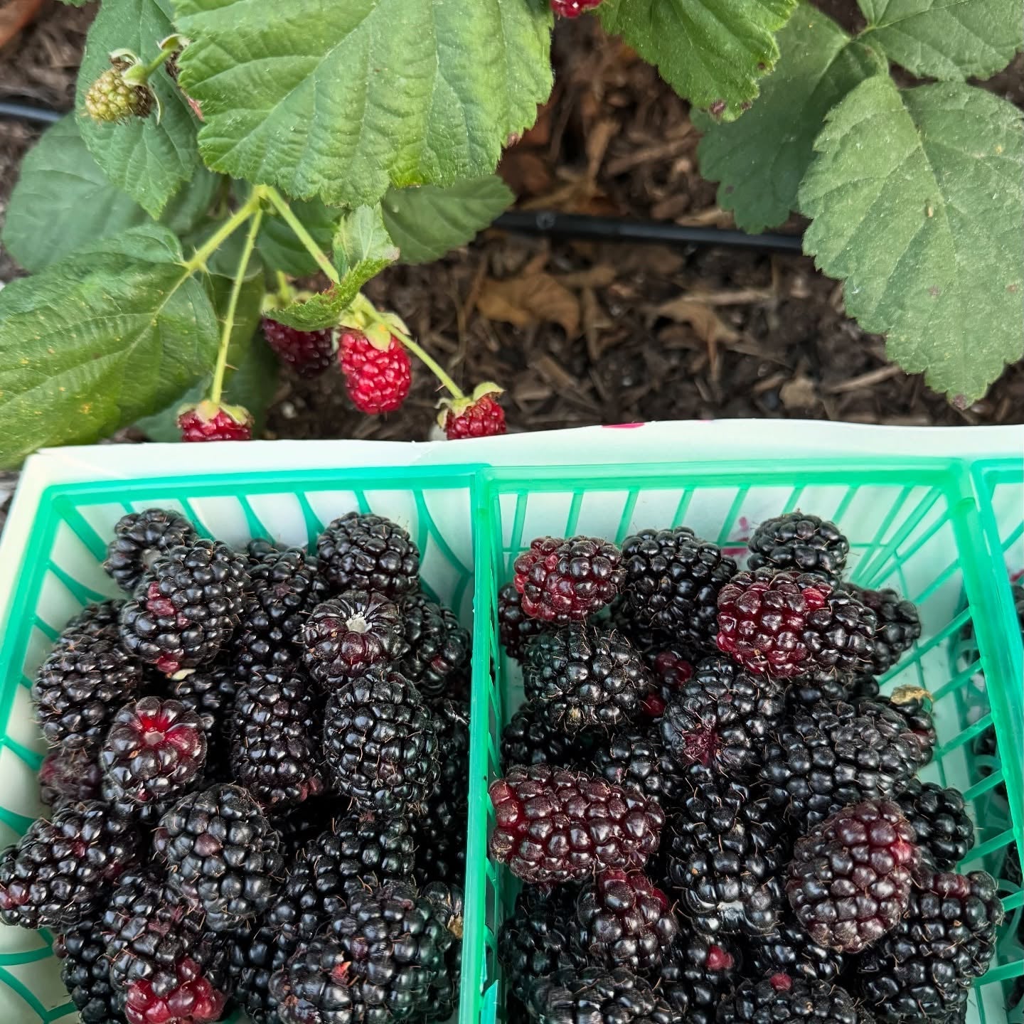 Blackberry Thornless Plant (Rubus fruticosus – Easy-Harvest Berries Without the Thorns)