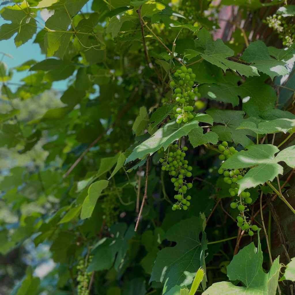 Sultana Grape Vine (Vitis vinifera – Seedless Green Grape for Fresh Eating & Drying)