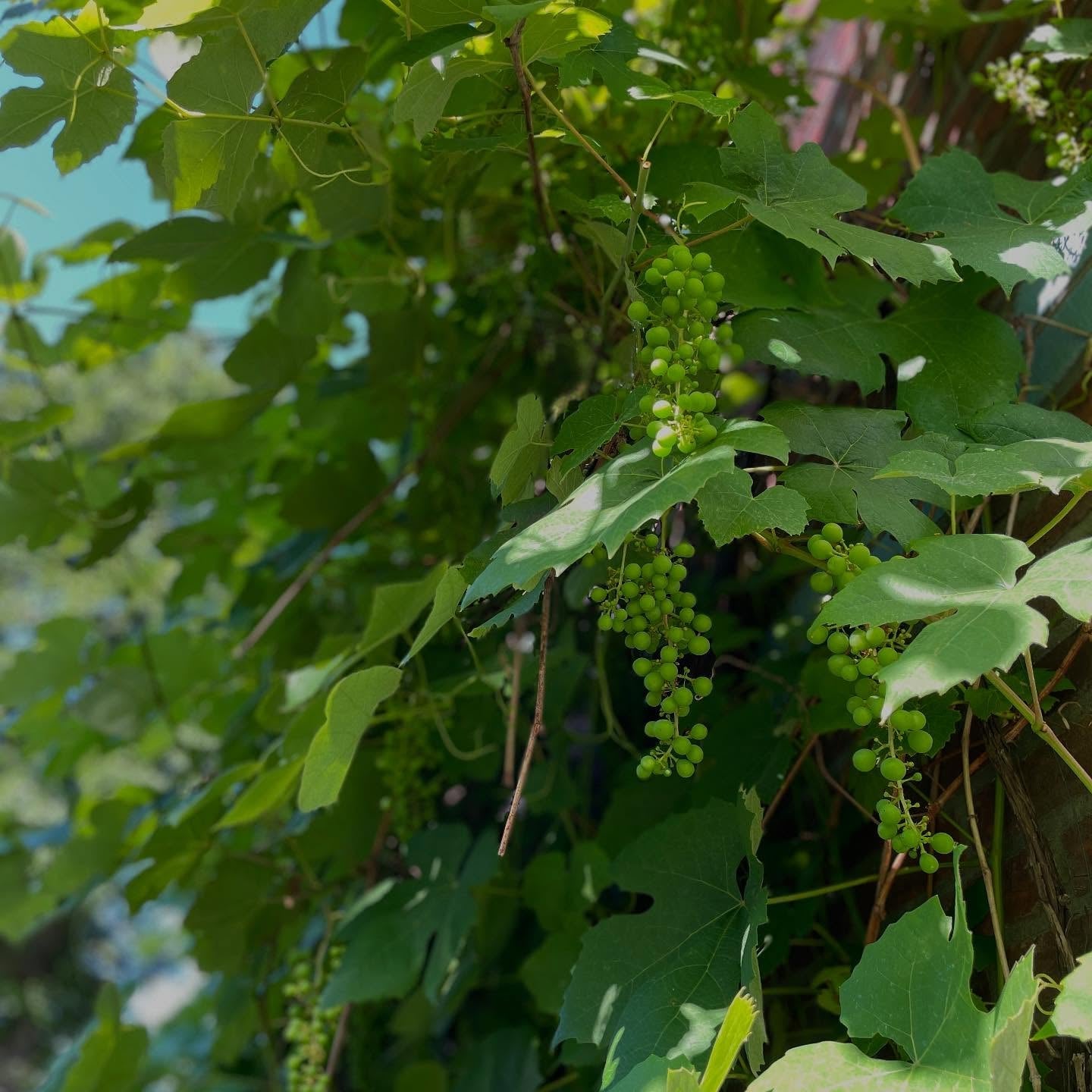 Sultana Grape Vine (Vitis vinifera – Seedless Green Grape for Fresh Eating & Drying)