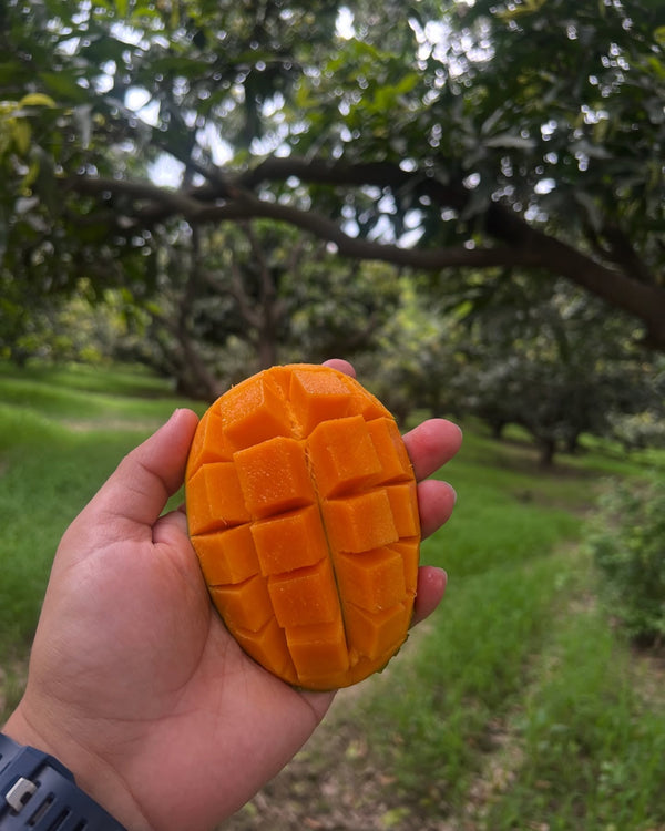 Mango Tree (Langra Variety – Sweet Pulp Desi Favorite)