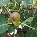 Turkey Fig Tree