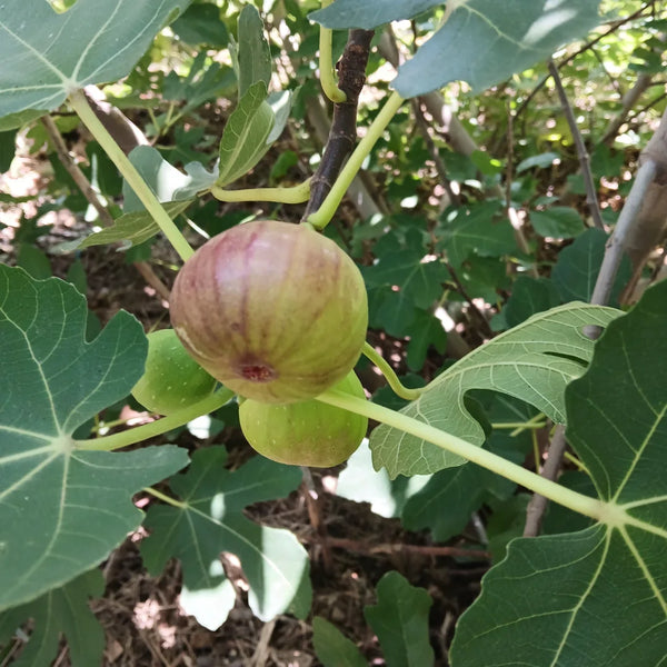 Turkey Fig Tree