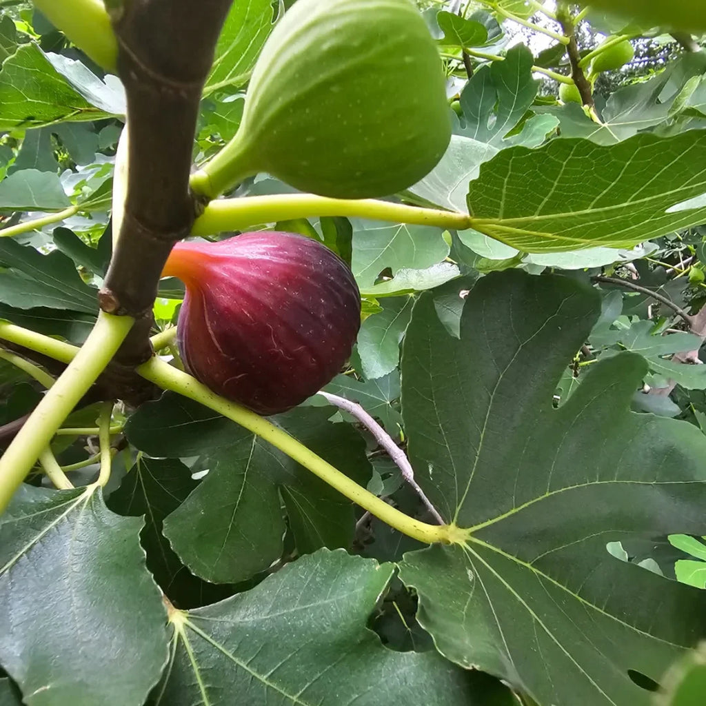 Turkey Fig Tree
