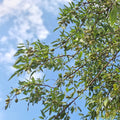 Almond Tree Test