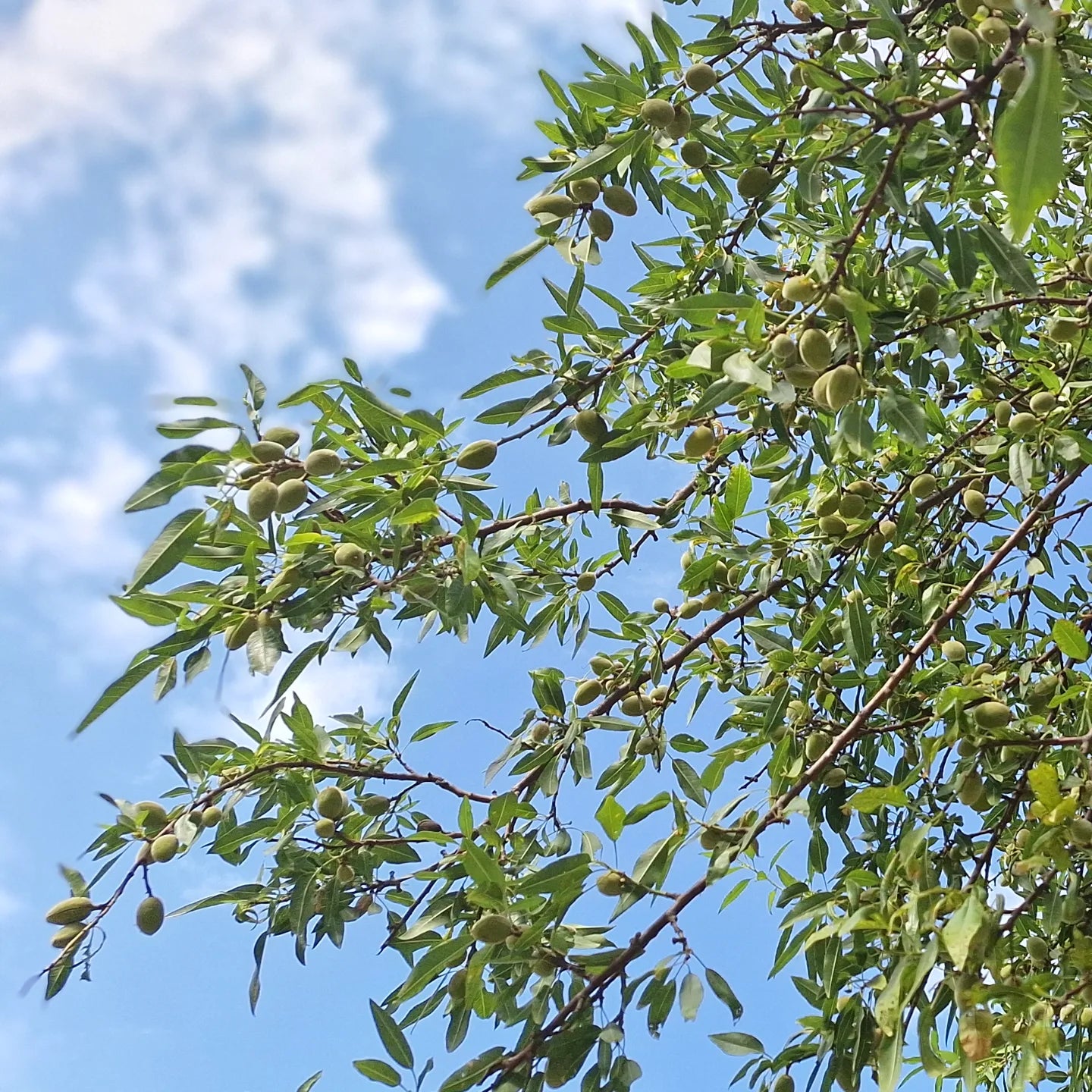 Almond Tree