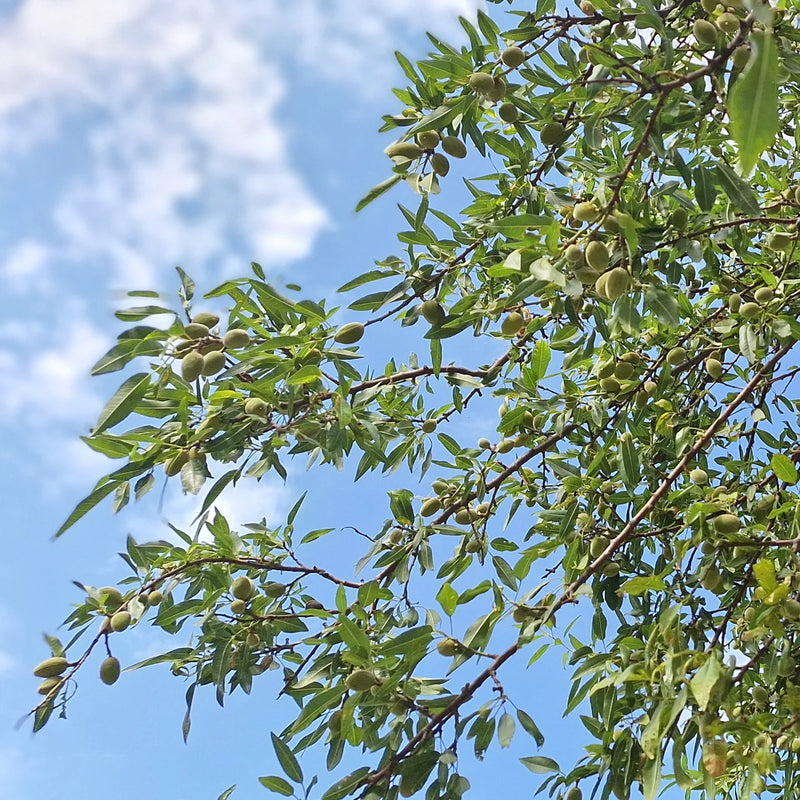 Almond Tree