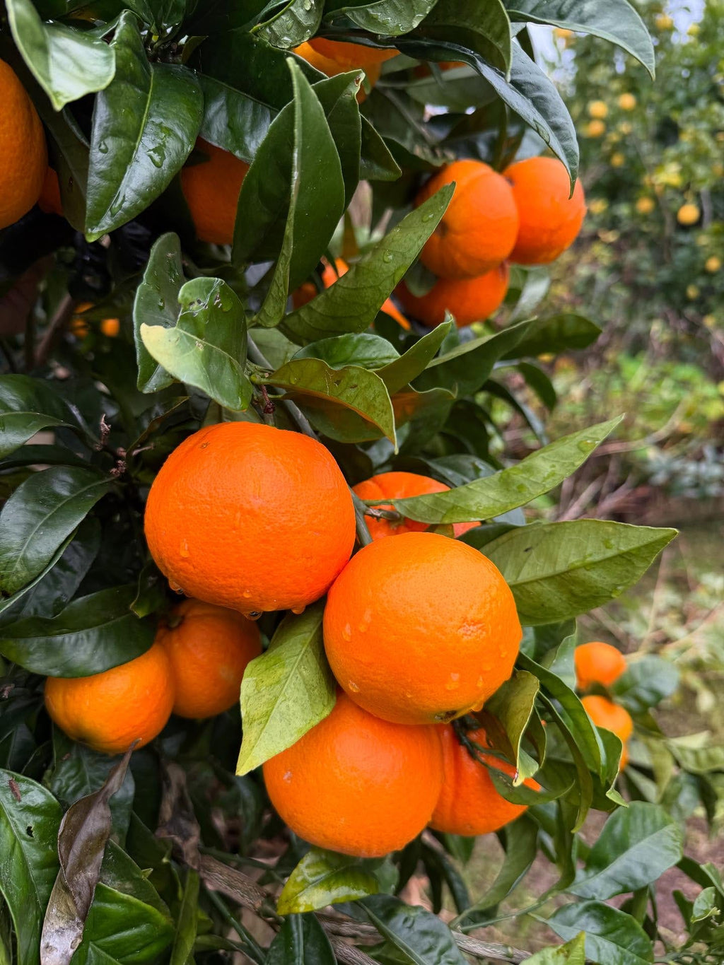 Malta Tree (Sweet Orange)