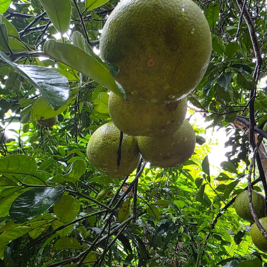 Pomelo Tree (Desi Chakotra)