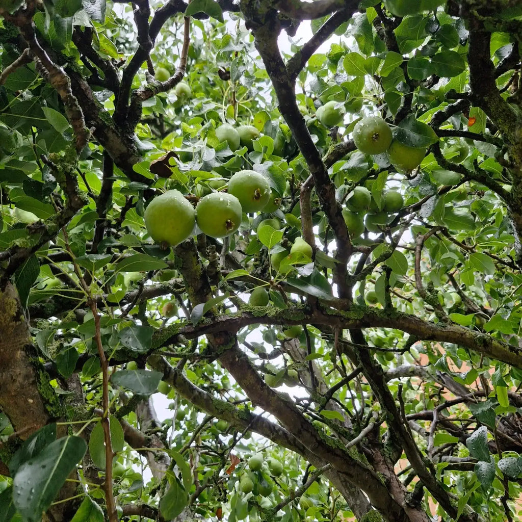 Pear Tree (Sweet Green Variety)