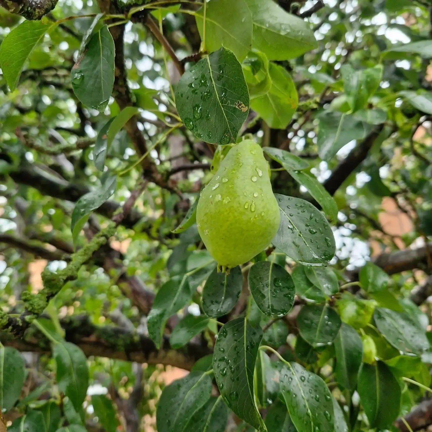 Pear Tree (Sweet Green Variety)