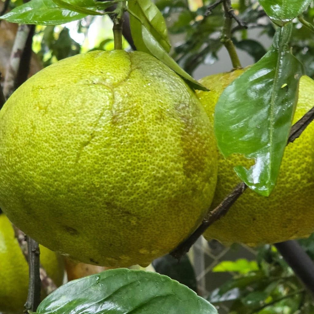 Pomelo Tree (Desi Chakotra)