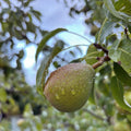 Pecan Nut Tree