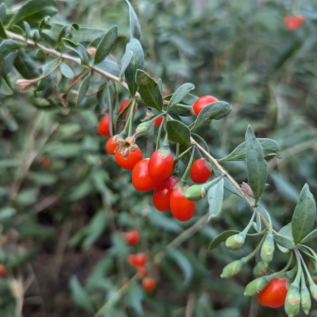 Goji Berry Plant (Lycium barbarum – Superfruit Shrub for Home Wellness Gardens)