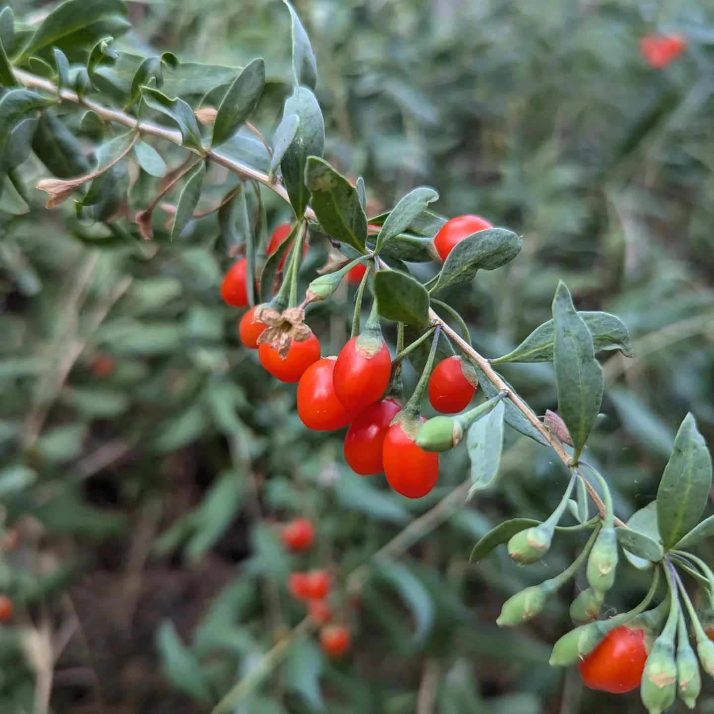 Goji Berry Plant (Lycium barbarum – Superfruit Shrub for Home Wellness Gardens)