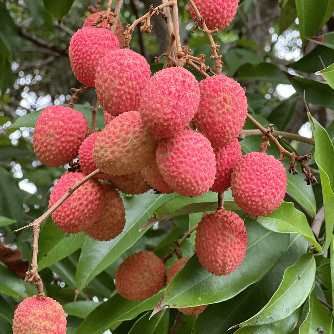 Lychee Tree