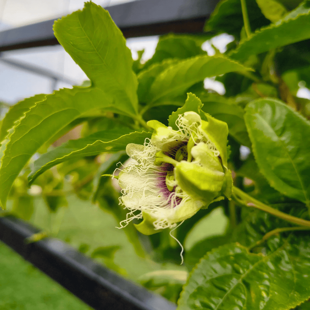 Passion Fruit Vine
