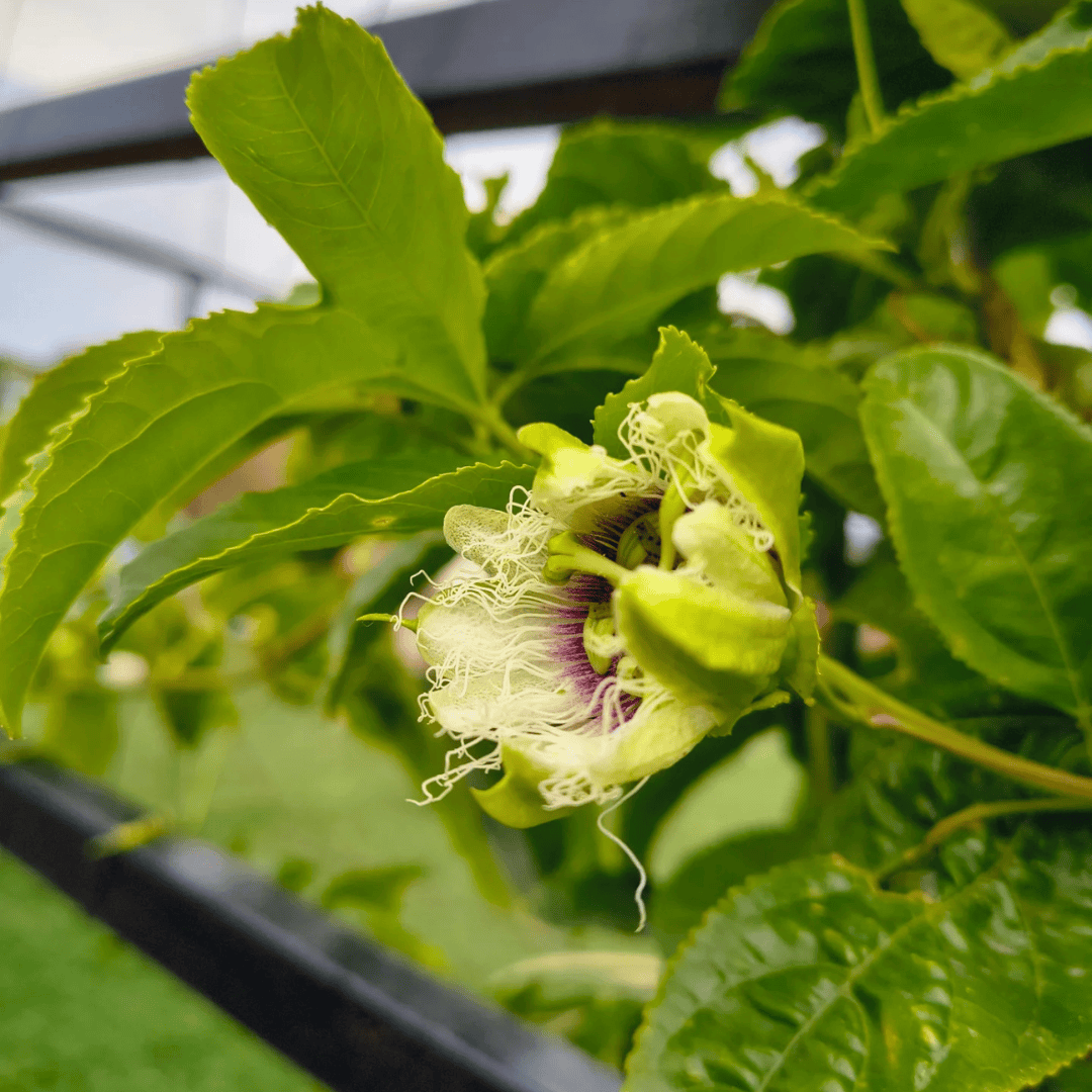 Passion Fruit Vine